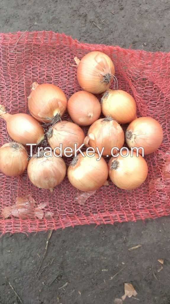 Fresh onions 2014