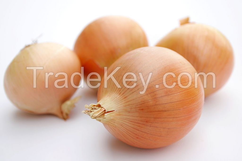 Fresh onions 2014