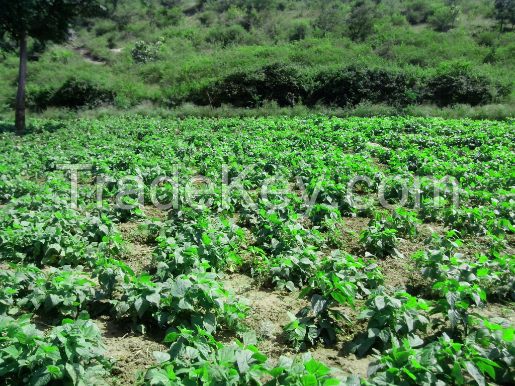  ,scotch bonnet chilli peppers,ginger,seasonal vegetables