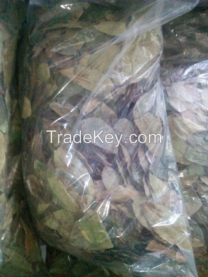 Dried Guyabano Leaves