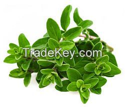 Marjoram