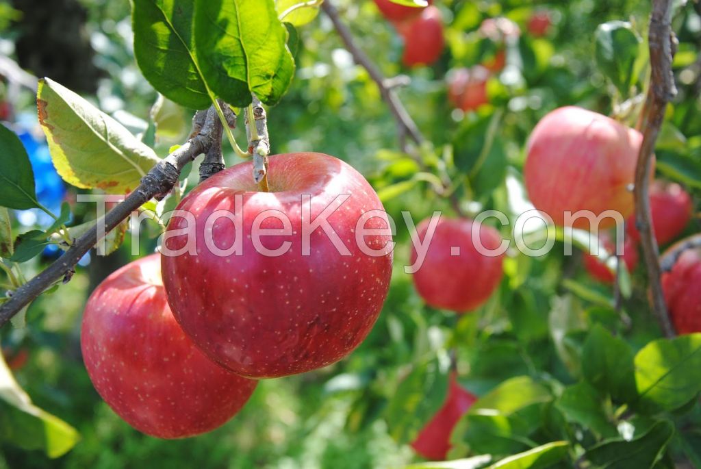 Fresh apples(Sun Fuji,Bag Fuji,Orin,Sekaiichi,Toki)