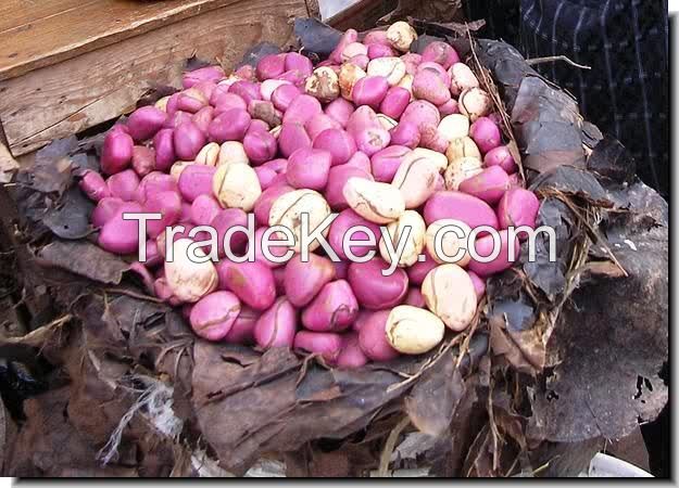 KOLA NUTS