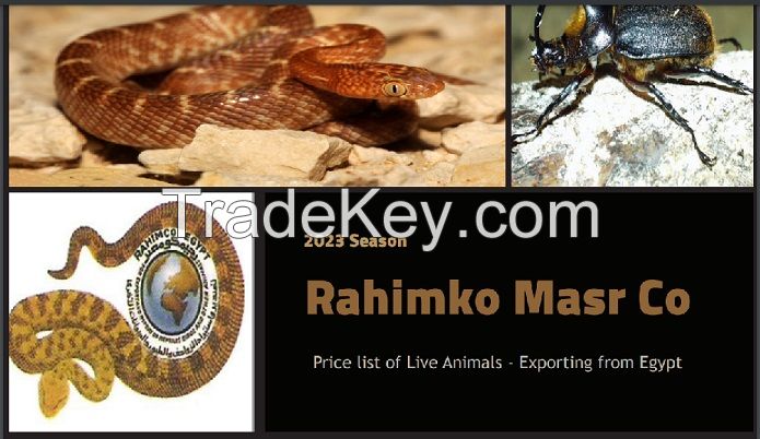 Egypt's Venomous Snakes &amp; Scorpions