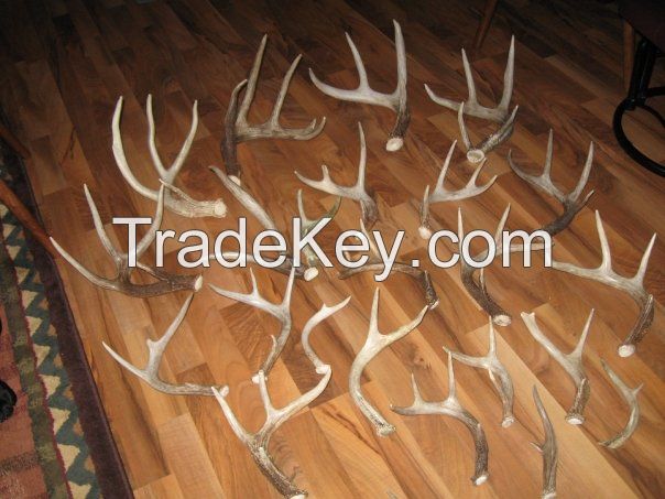 Red Deer Antlers ( Premium Quality )