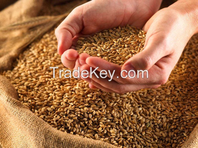 Ukrainian feed wheat, wheat bran animal feed
