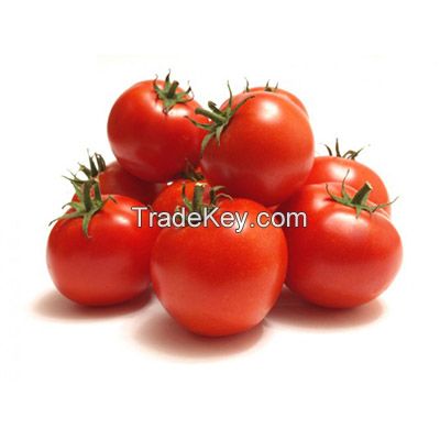 Holland Tomato Cherry