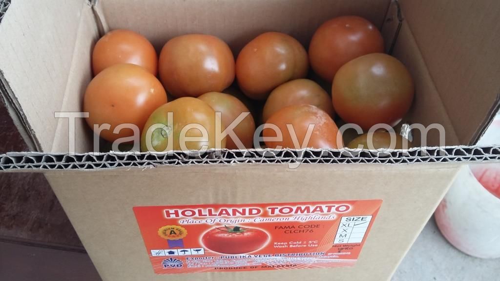 Holland Tomato, Holland Tomato Cherry