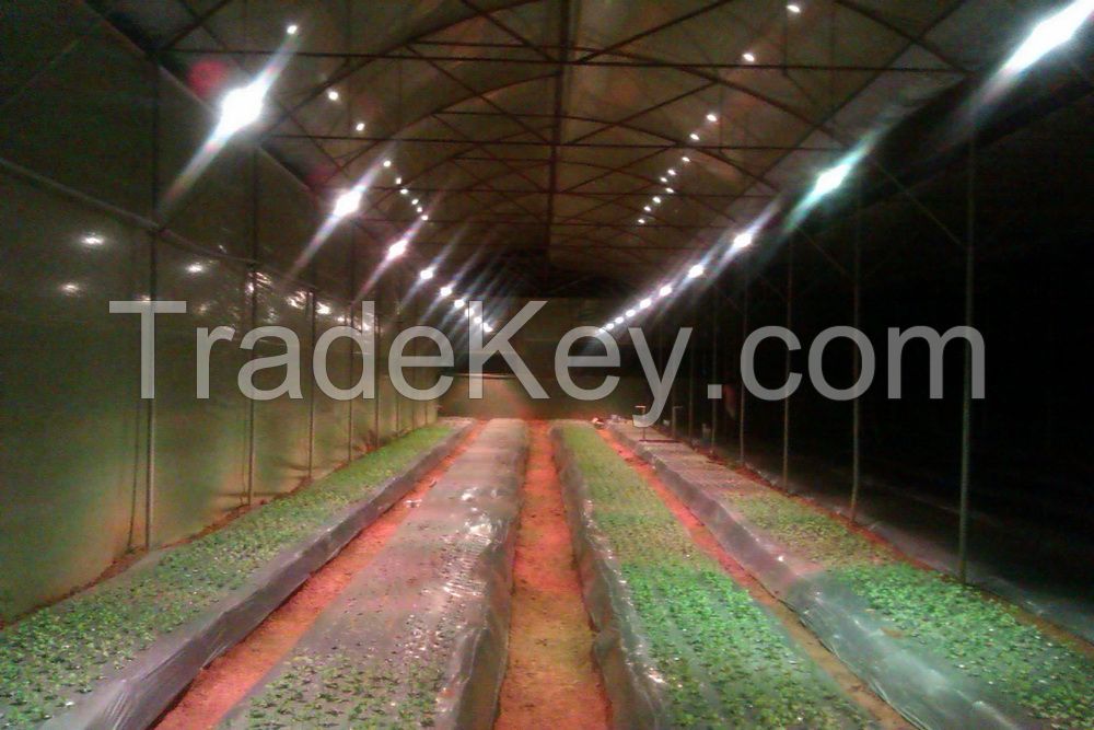 Export high quality LED Grow Lights  with competitive price, free samples.