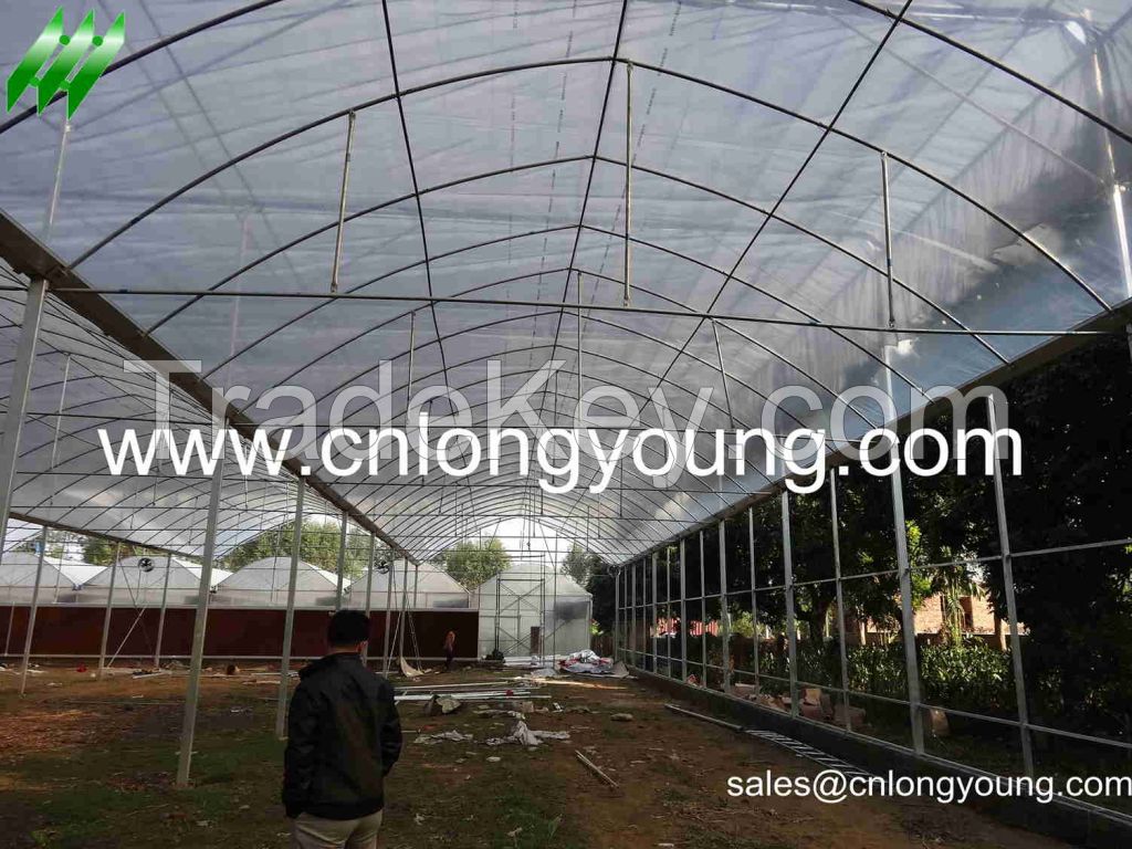 Multi-span Greenhouse For Vegetable