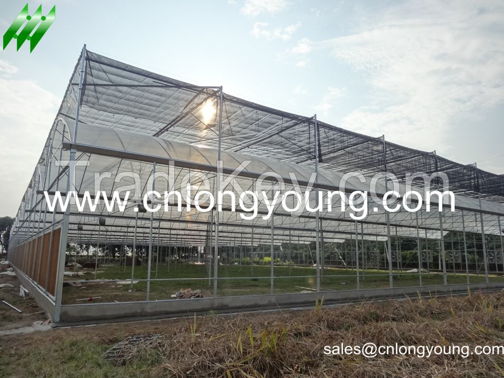 Multi-span Greenhouse for vegetable