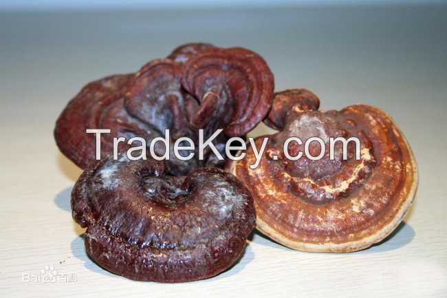 High Pure Ganoderma Lucidum Polysaccharide Extract