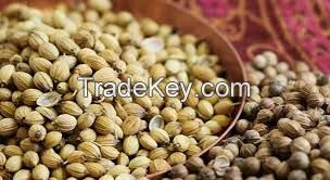 Coriander (Coriandrum sativum)