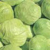 CABBAGE