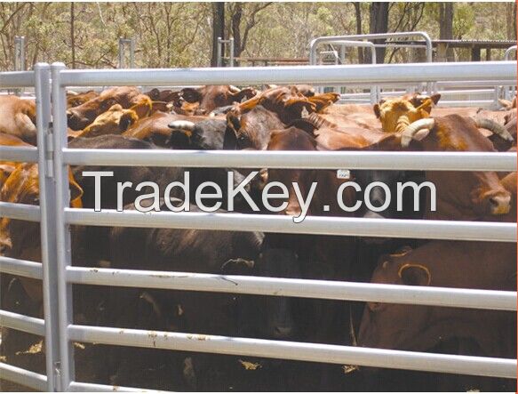 Cattle panels