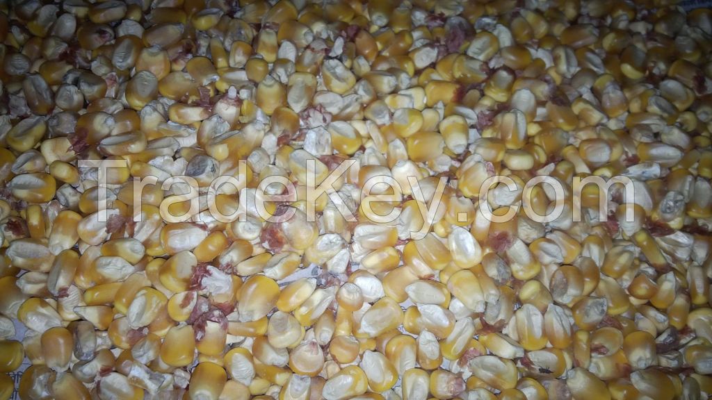 Yellow Corn / Maize