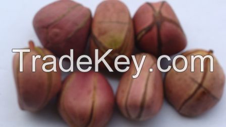 Kola Nuts