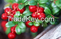 Lingonberry Anthocyanin