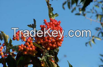 Chokeberry Anthocyanin