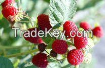 Red Raspberry Anthocyanin