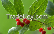 Elderberry Anthocyanin