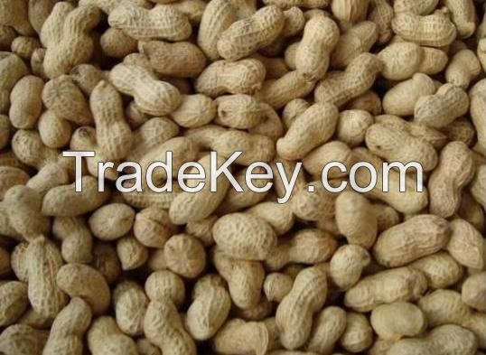 Raw peanuts with shell