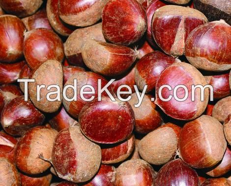 High Quality Fresh Chestnuts