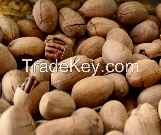 Pecan nuts, pokok pecan