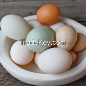 Pekin Duck Egg