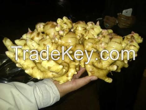 Fresh Washed Dry Ginger