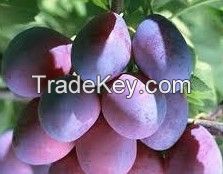 plum extract