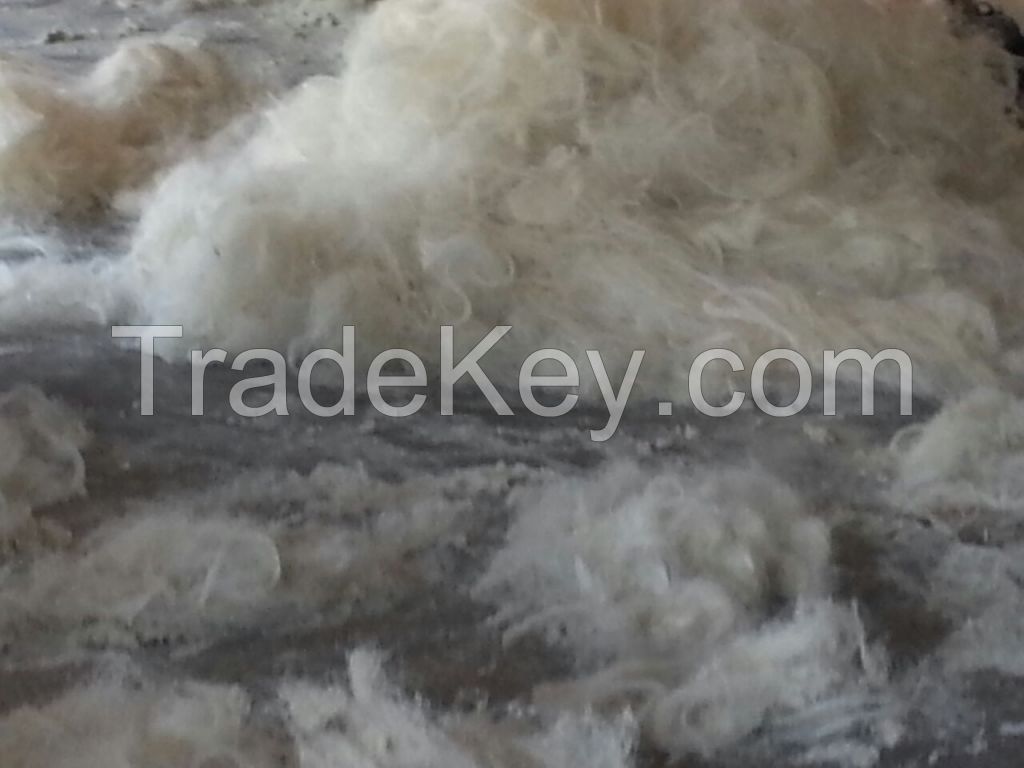 Best Quality Sisal Fiber for Export with Free Samples