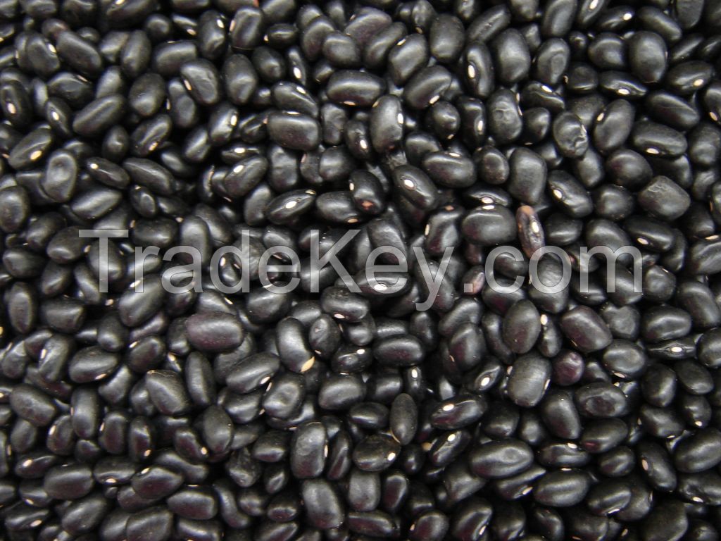 Kidney beans, Black beans, Lentils, Chickpeas, Mung beans, Soybeans