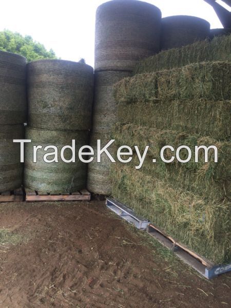 Lucerne Bales (Alfalfa Hay), Timothy Hay Bales