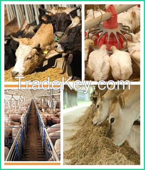 Wholesale Organic Chicken Feed Supplier for Sale Healthy Safe Made in China