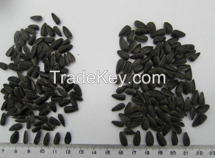 2014 New crop black sunflower seed 