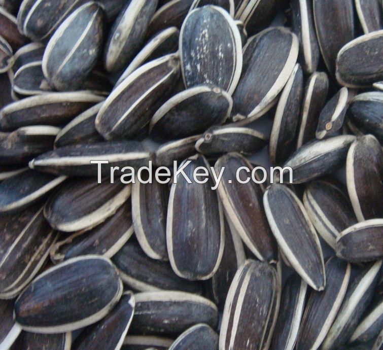 2014 New crop big sunflower seed kernel with low price for Oil