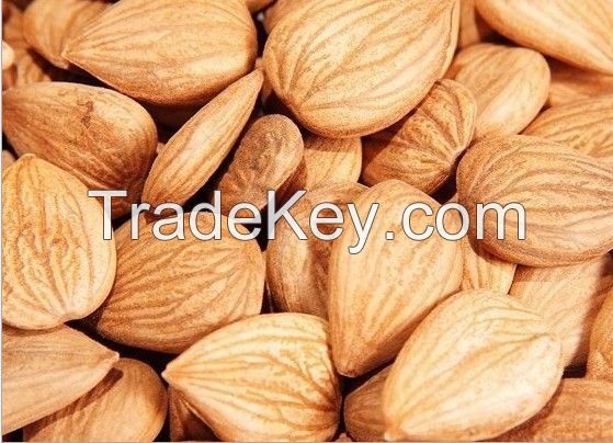 2014 New  Apricot Kernel / Almond kernels