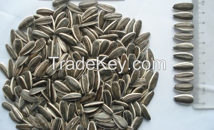 2014 New crop big sunflower seed Long Shape 5009 24/68