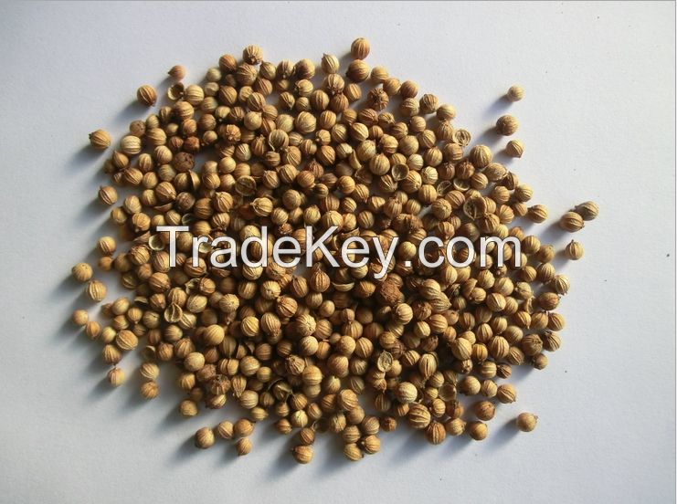 Certified Organic Coriander Seeds for Spices