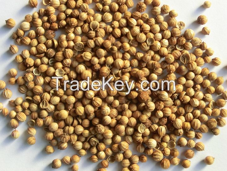 Certified Organic Coriander Seeds for Spices