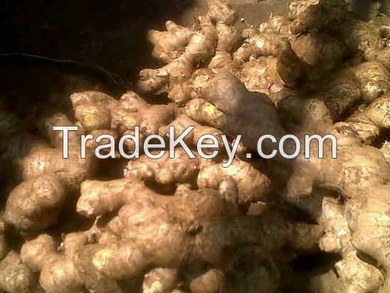 Chinese new fresh ginger with high quality 