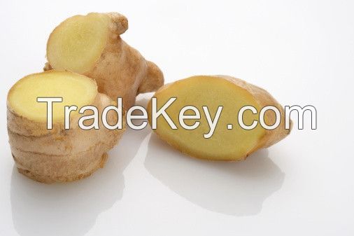 Chinese new crop fresh ginger with high quality 