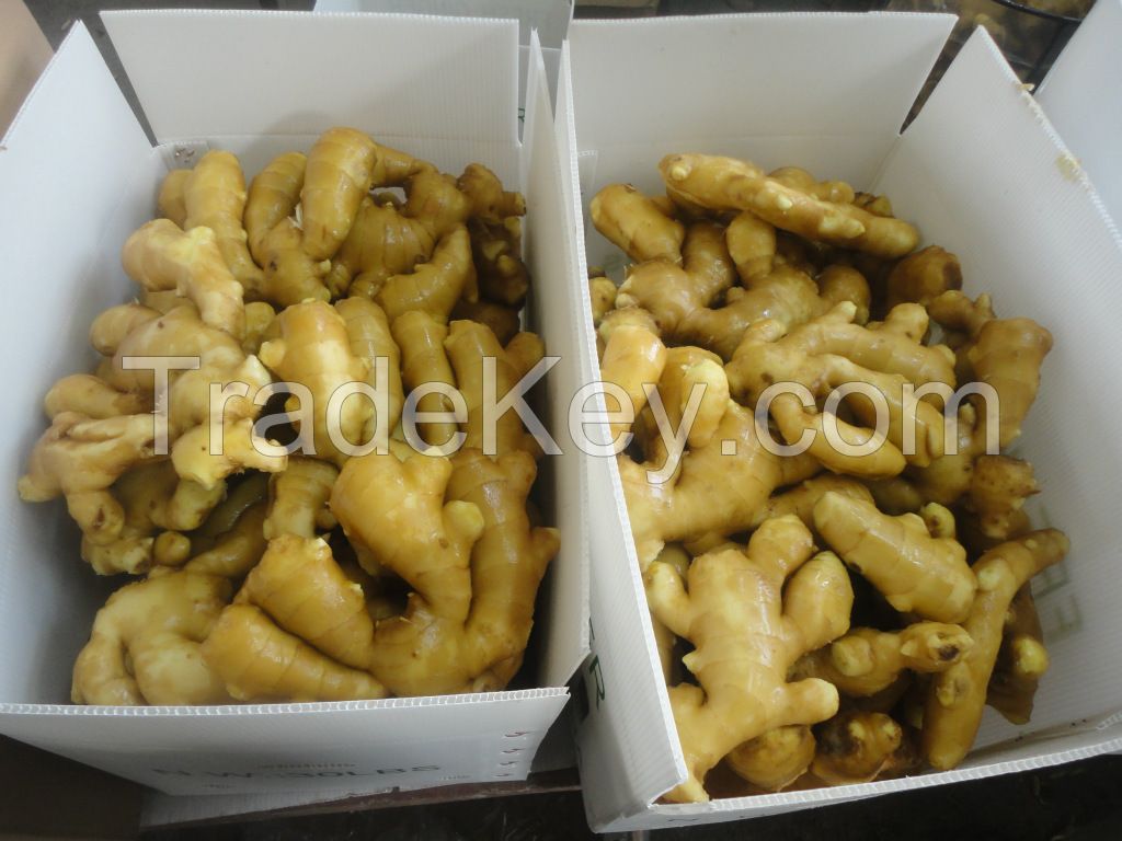 Fresh Ginger Factory from Shandong