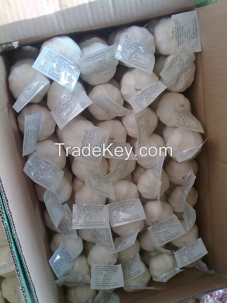 fresh Chinese garlic/natural garlic/wihte garlic