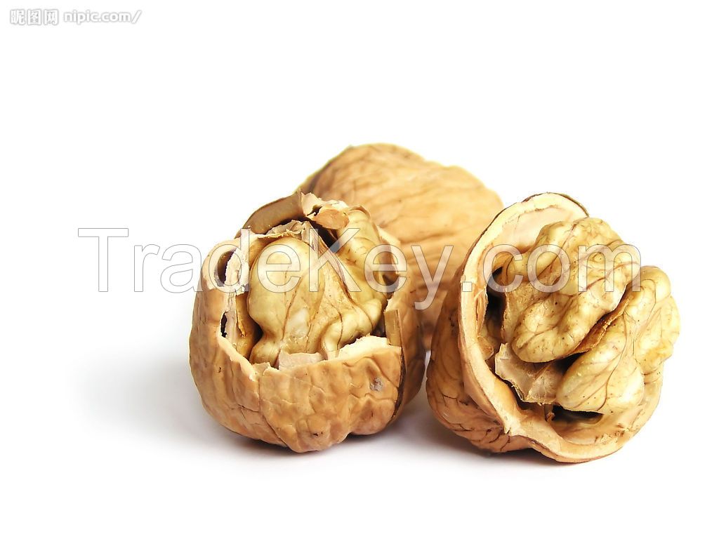 walnut in shell