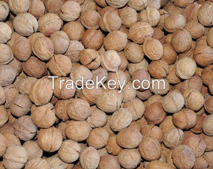 walnut kernels /walnut with ISO,HACCP,SGS Certificate