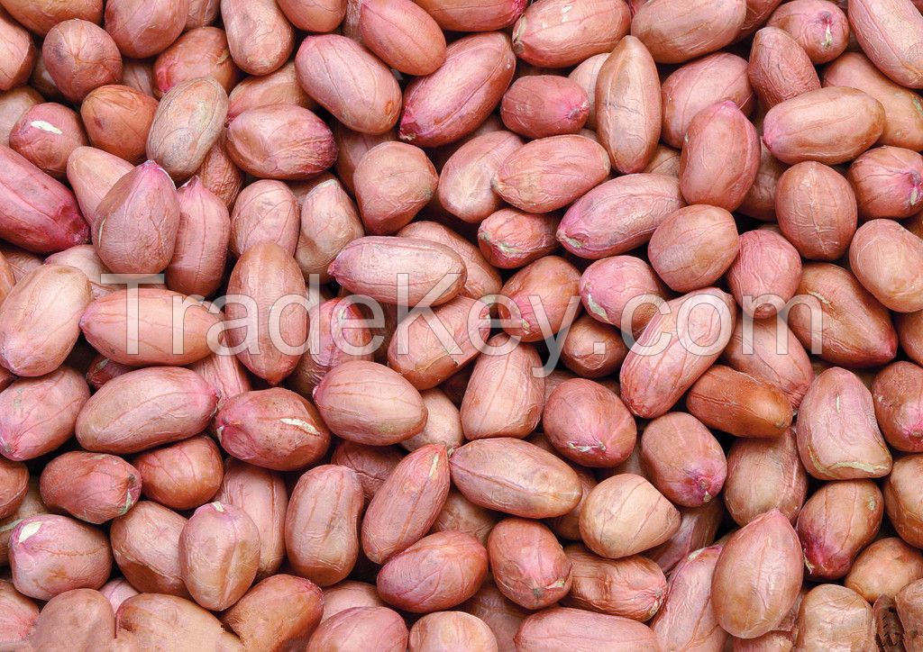 Fresh peanut/Peanut/Peanut in good price