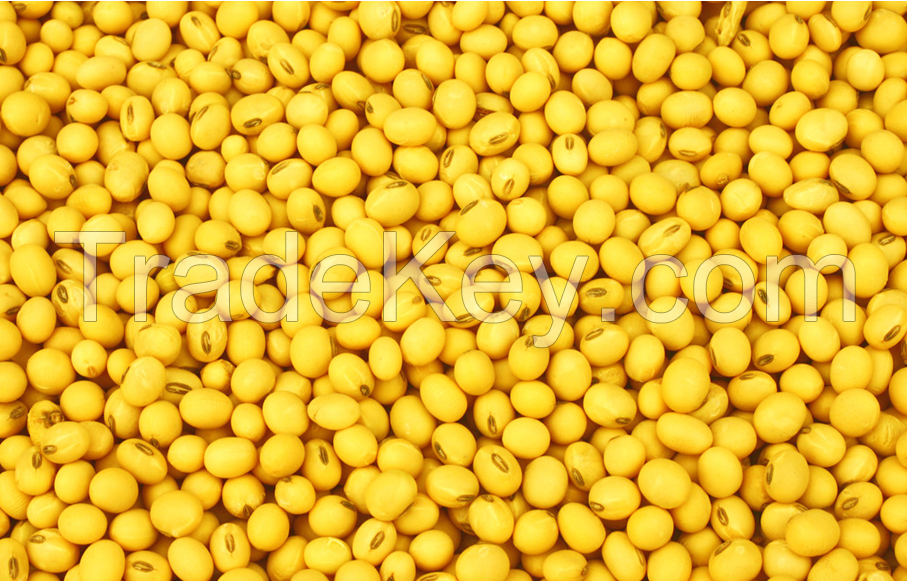 High Quality 100% Refined Soybean Oil for Sale