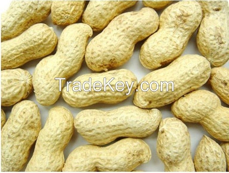 Fresh peanut/Peanut/Peanut in good price